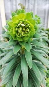 Pat 06 Komt het voorjaar er al aan